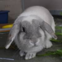 Photo of Pepper (Bonded To Salt)
