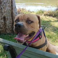 Photo of Barney