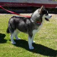 Photo of Balto