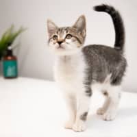 Photo of Daisy