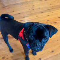 Photo of Archie   1 Year Old Pugalier