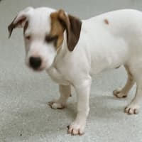 Photo of Pirate