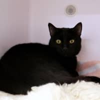 Photo of Oreo Sua013014