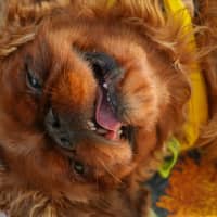 Photo of Muppet