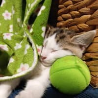 Photo of Buddy & Squeak