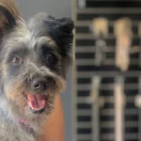 Photo of Truffles O’cleary