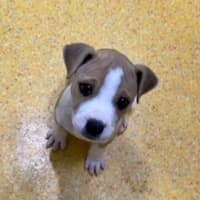 Photo of Whiskey