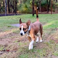 Photo of Baxter Biggles