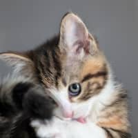 Photo of Betty Rubble