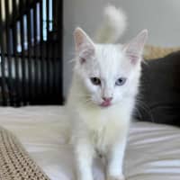 Photo of Mochi 🍡