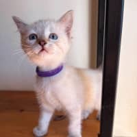 Photo of Penny