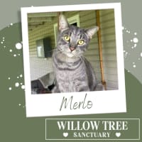 Photo of Merlo