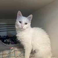 Photo of Knickerbocker Glory