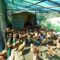 Photo of Chickens