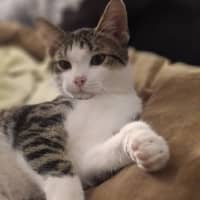 Photo of Mouse