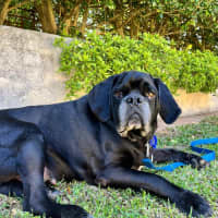 Photo of Paco   4 Year Old Puggle 