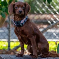 Photo of Maple