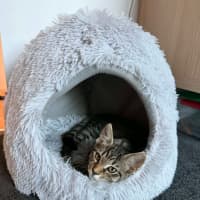 Photo of Nala *9 Lives Project Rescue*