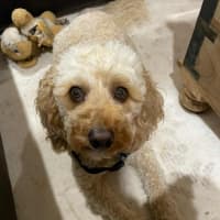 Photo of Kai And Kobi