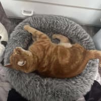 Photo of Lieutenant Dan