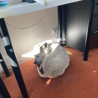 Photo of Sadie   2 Year Old Cattle Dog X