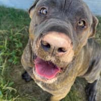 Photo of Koda (1068)