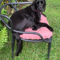 Photo of Ziva
