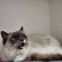 Photo of 🍇 Bam Bam 5810 🍇