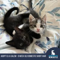 Photo of Eli & Salem   9 Week Old Domestic Short Hair