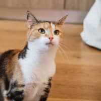 Photo of Genevieve Illingworth