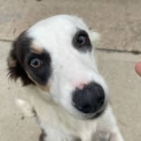Photo of Tootles