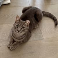 Photo of Blueberry