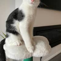 Photo of Oreo 