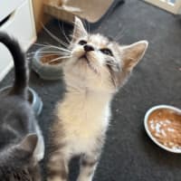 Photo of Dexter 💙