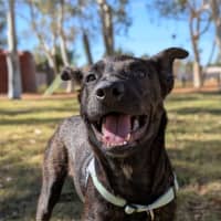 Photo of Koda