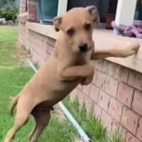 Photo of Walter ~ Staffy X Beagle Puppy