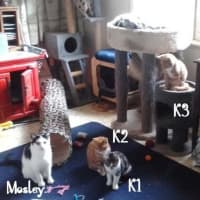 Photo of K3