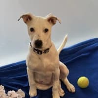 Photo of Tofu