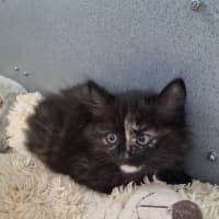 Photo of Princess Peach