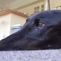Photo of Scooby, The Greyhound