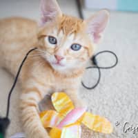 Photo of Achilles
