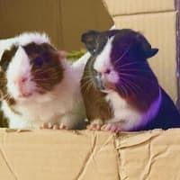 Photo of Walnut (Bonded To Peanut And Chestnut)