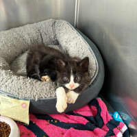 Photo of Pitbull   In Foster Care In Ashburton