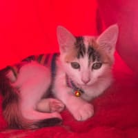 Photo of Chilli