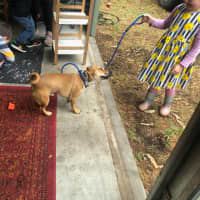 Photo of Ginger Meggs