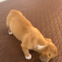 Photo of Crystal & Echo