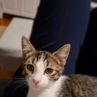 Photo of Henrietta