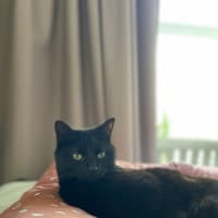 Photo of Nuzzlington