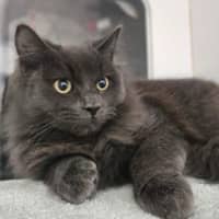Photo of Smokey
