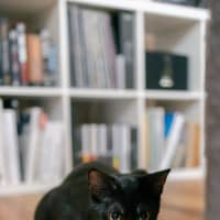 Photo of Percy
